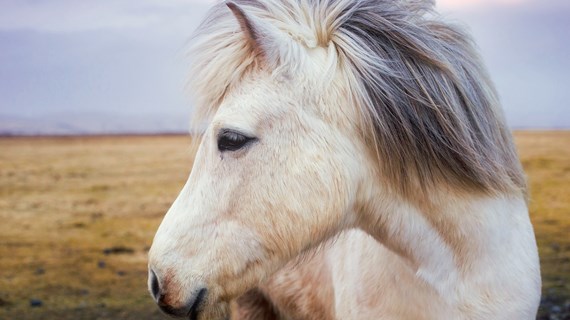 Rei&#xF0;n&#xE1;mskei&#xF0;